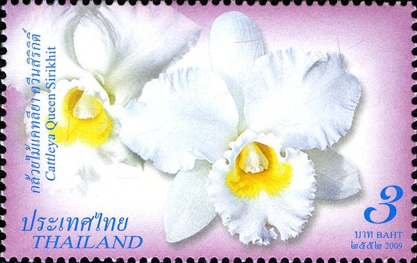 Cattleya Queen Sirikhit