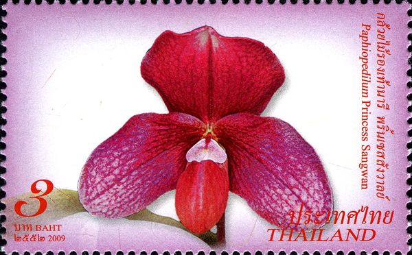 Paphiopedilum Princess Sangwang