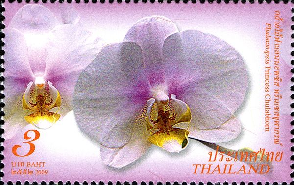 Phalaenopsis Princess Chulabhorn