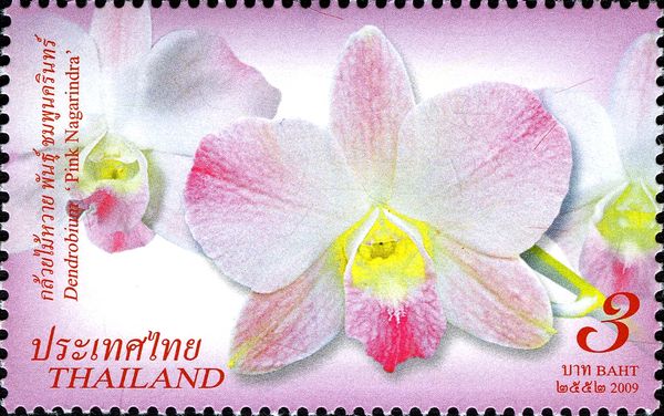 Dendrobium 'Pink Nagarindra'