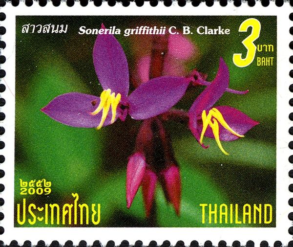 Sonerila griffithii C.B.Clarke