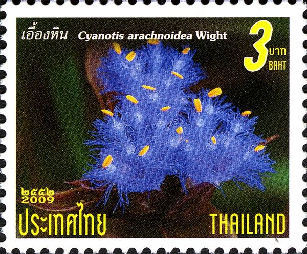 Cyanotis arachnoidea Wight