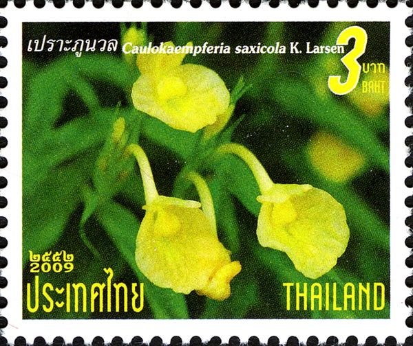 Caulokaempferia saxicola K.Larsen