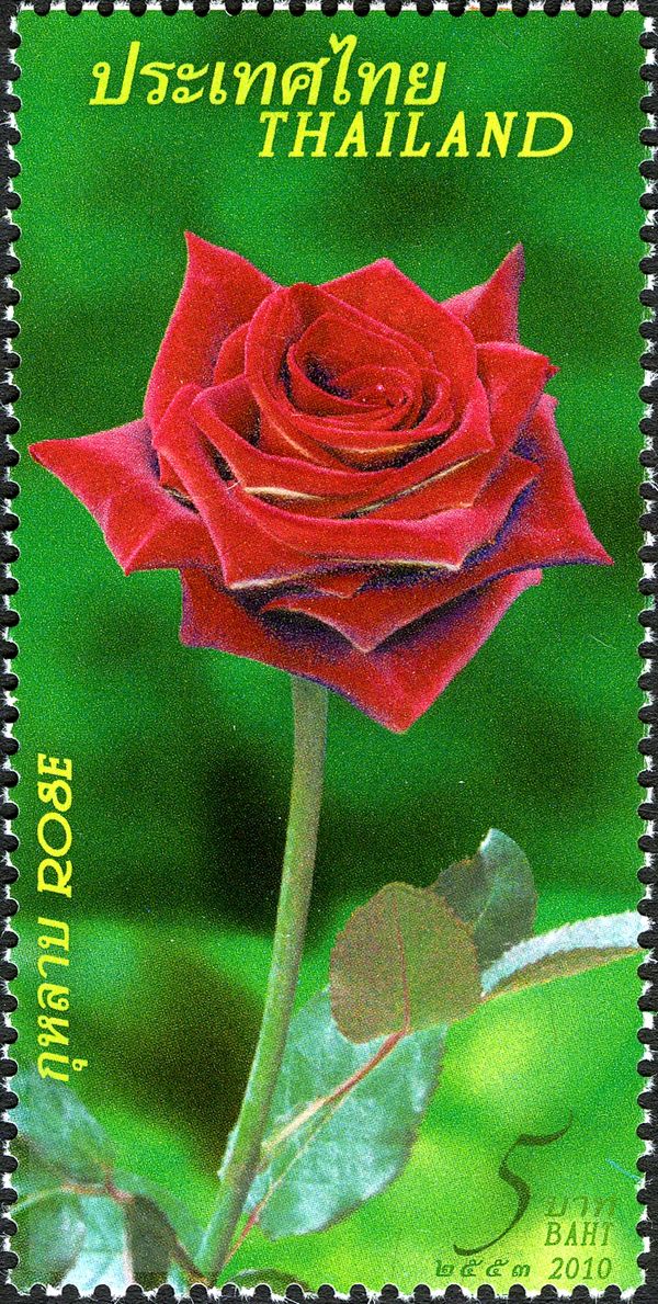 Flora (Roses)