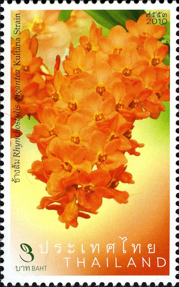 Rhynchostylis gigantea Kultana Strain