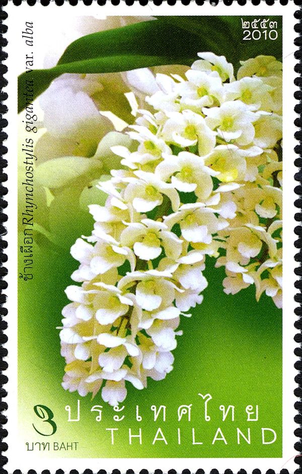 Rhynchostylis gigantea var. alba
