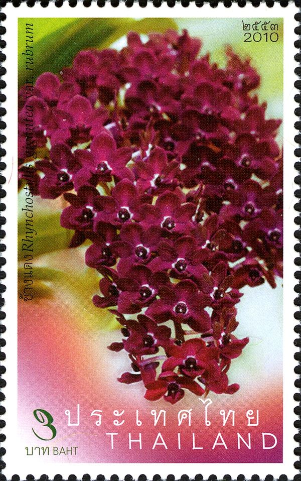 Rhynchostylis gigantea var. rubrum