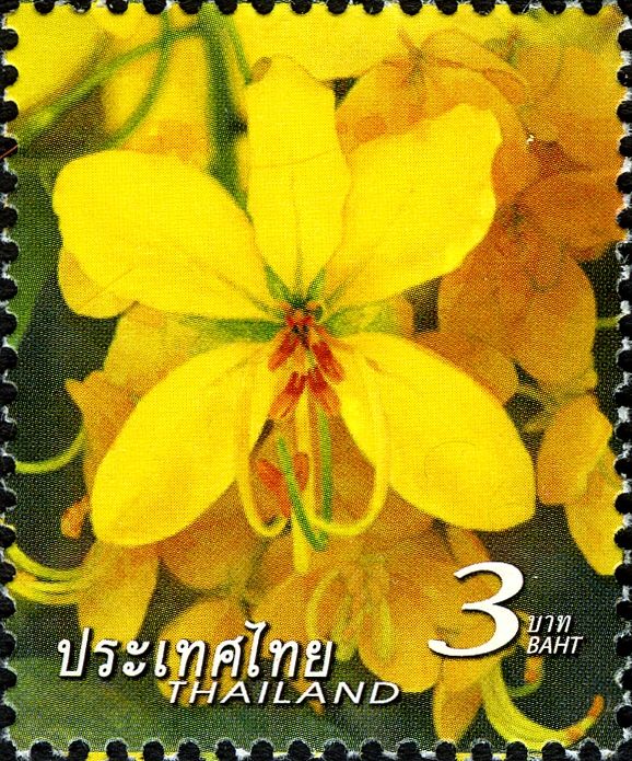 Cassia fistula