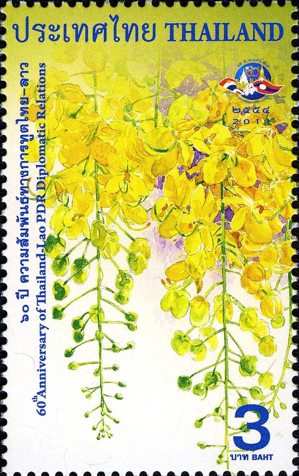 Golden shower tree (Cassia fistula)