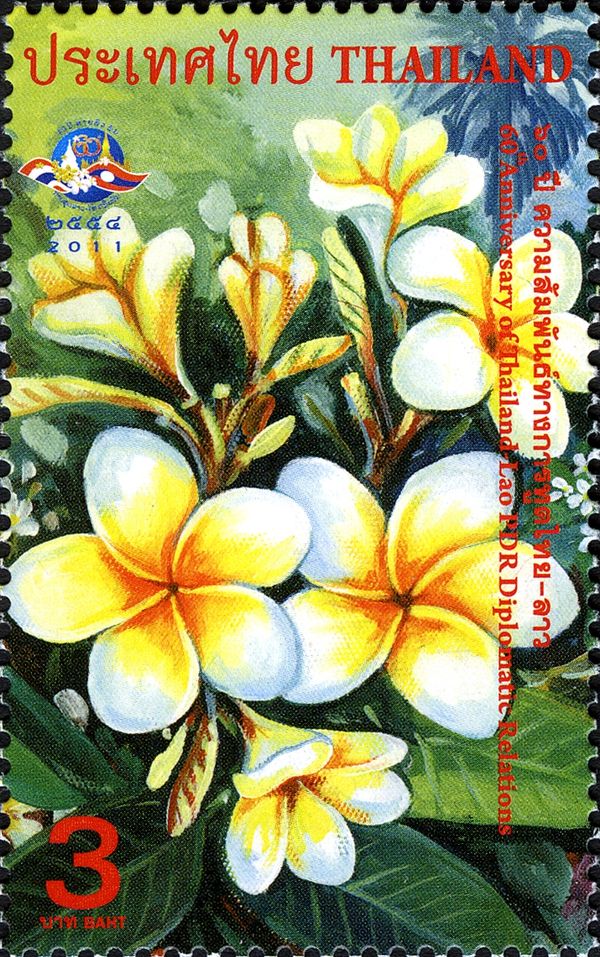 Plumeria Alba, national flower of Laos