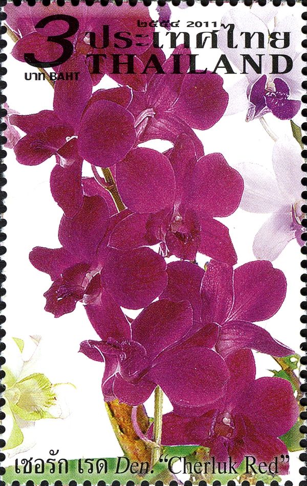 Dendrobium Orchids; Cherluk Red