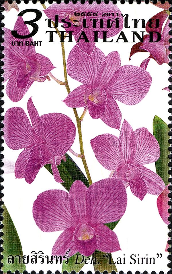 Dendrobium Orchids; Lai Sirin