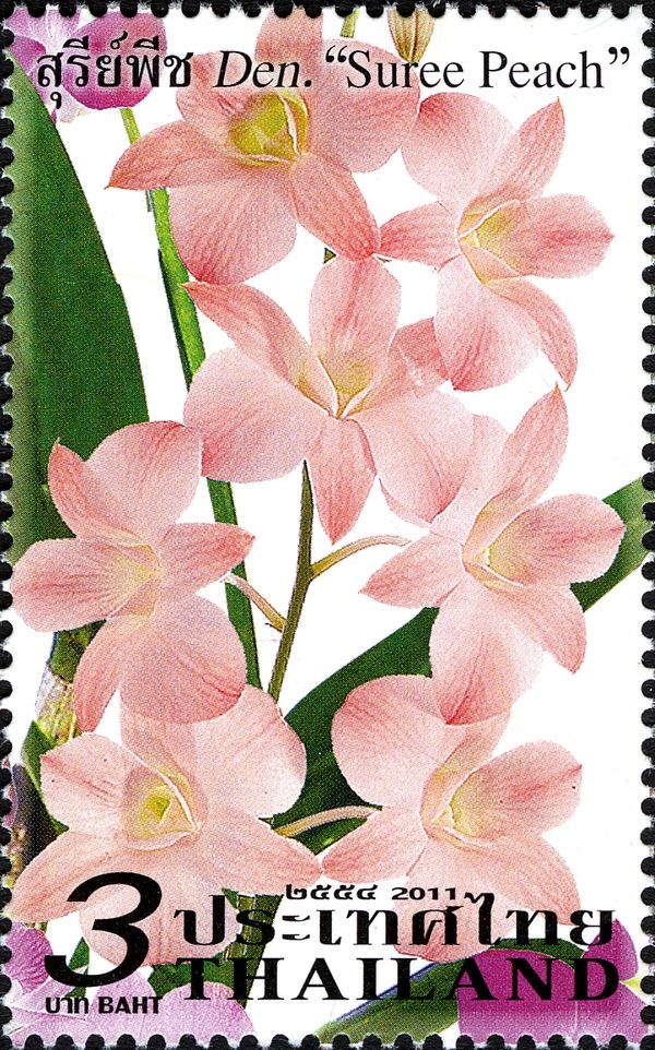 Dendrobium Orchids; Suree Peach