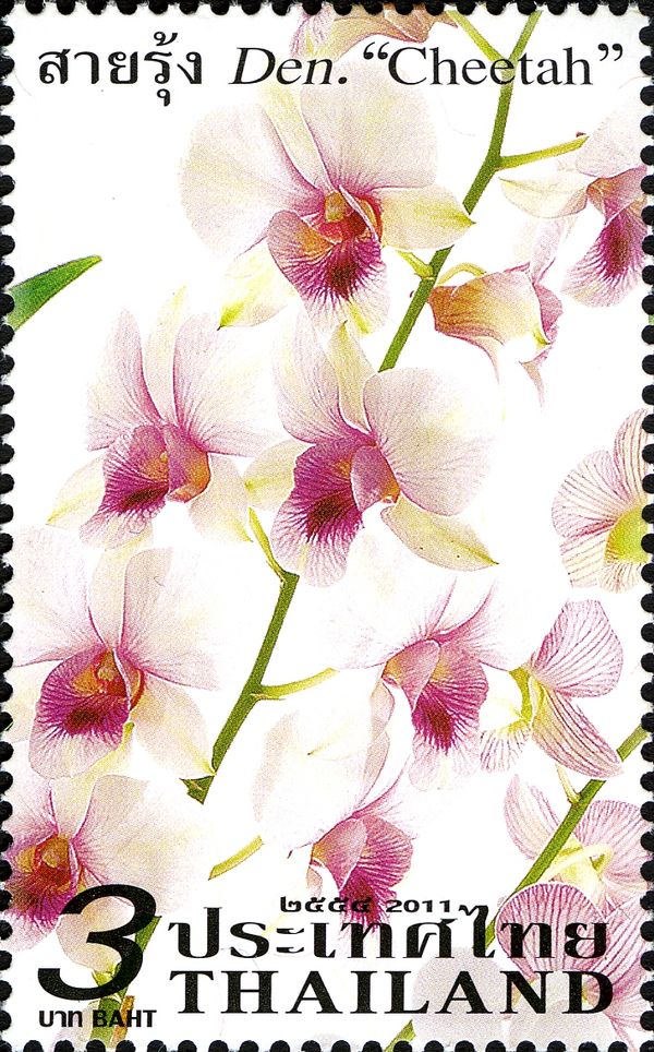 Dendrobium Orchids; Cheetah/Lai Rung