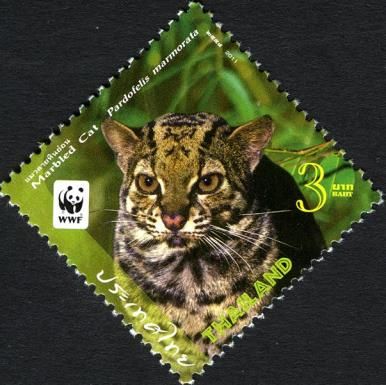 Marbled Cat (Pardofelis marmorata)