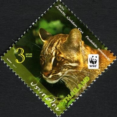 Asiatic Golden Cat (Pardofelis temminckii)