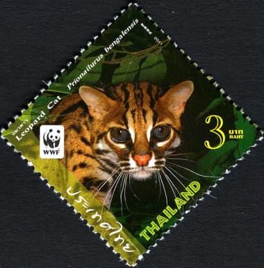 Leopard Cat (Prionailurus bengalensis)