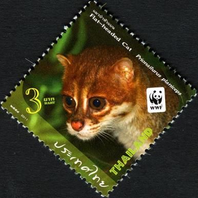 Flat-headed Cat (Prionailurus planiceps)