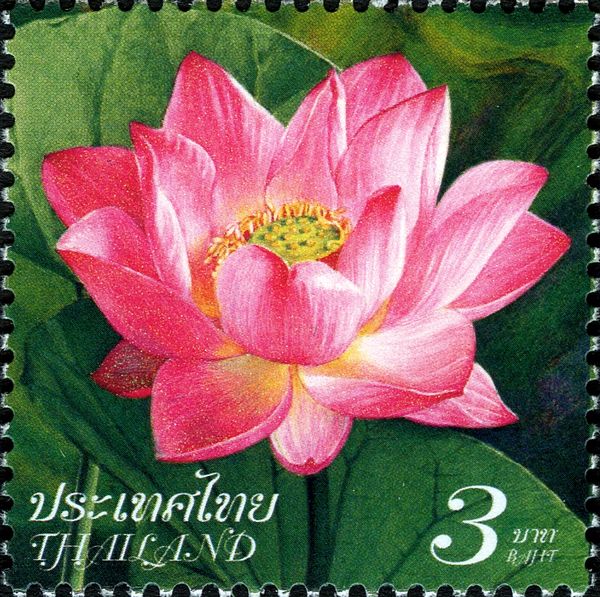 Indian Lotus (Nelumbo nucifera)