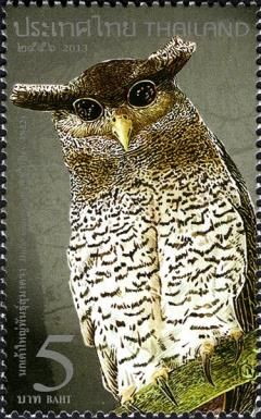 Barred Eagle-Owl (Bubo sumatranus)