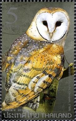 Barn Owl (Tyto alba)