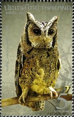 Collared Scops Owl (Otus lettia)