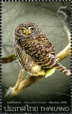Collared Owlet (Glaucidium brodiei)