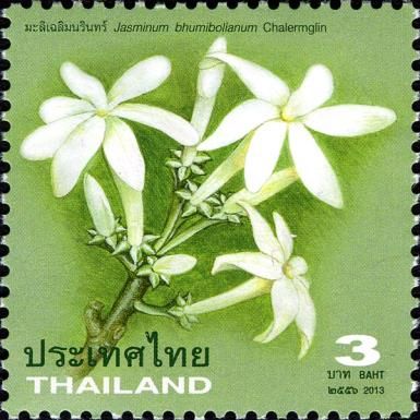 Jasminum bhumibolianum