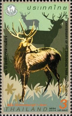 Schomburgk's Deer (Rucervus schomburgki)