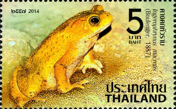 Flat-headed Toad (Ingerophrynus macrotis)