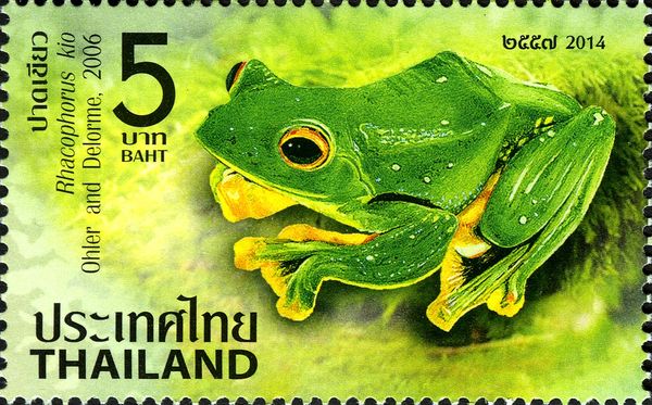 Black-webbed Treefrog (Rhacophorus kio)