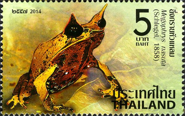 Horned Toad (Megophrys nasuta)