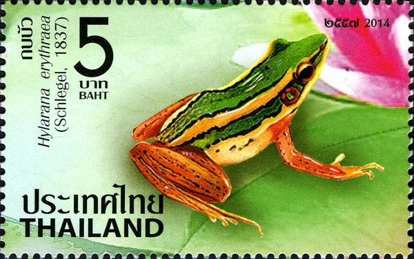 Green Paddy Frog (Hylarana erythraea)