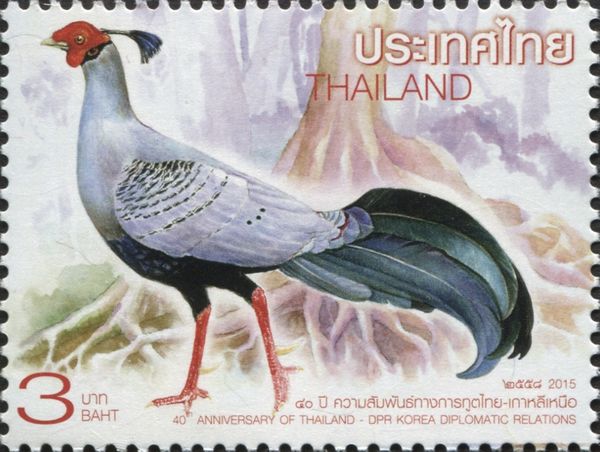 Siamese Fireback (Lophura diardi)