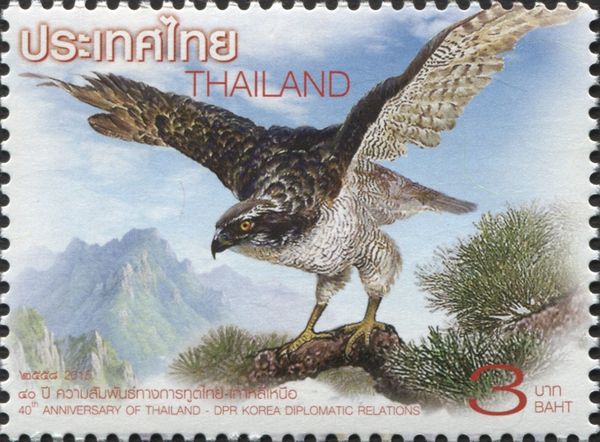 Northern Goshawk (Accipiter gentilis)