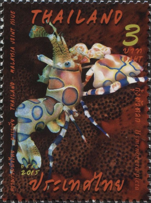 Harlequin Shrimp (Hymenocera picta)