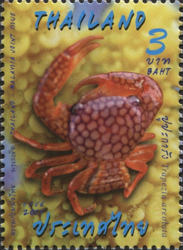 Coral Crab (Trapezia areolata)