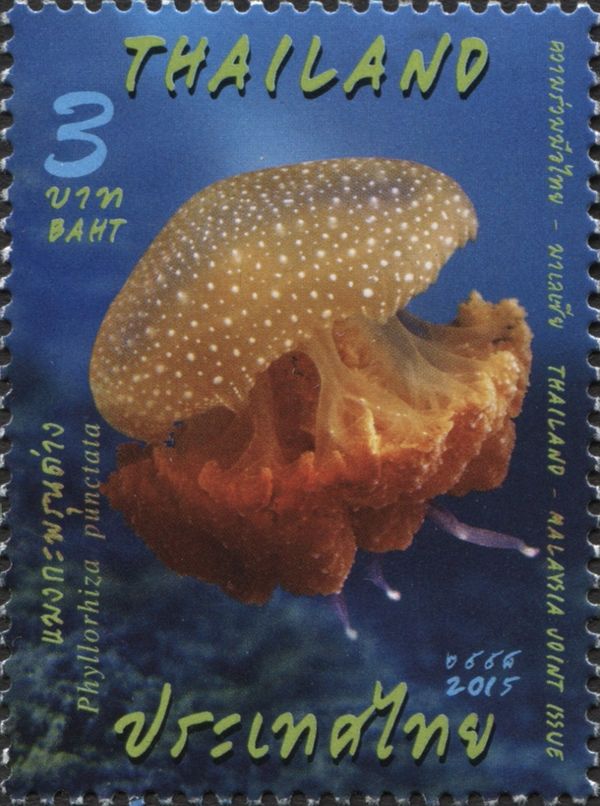 White-spotted Jellyfish (Phyllorhiza punctata)