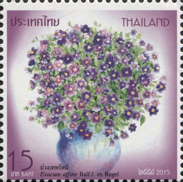 Persian Violet (Exacum affine Balf.f. ex Regel)