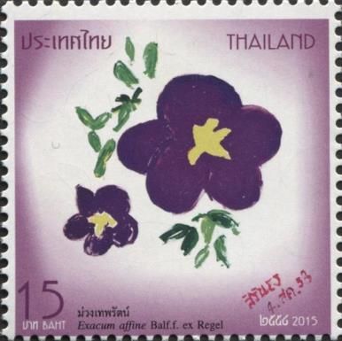 Persian Violet (Exacum affine Balf.f. ex Regel)