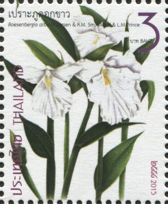Plateau Ginger - Boesenbergia alba