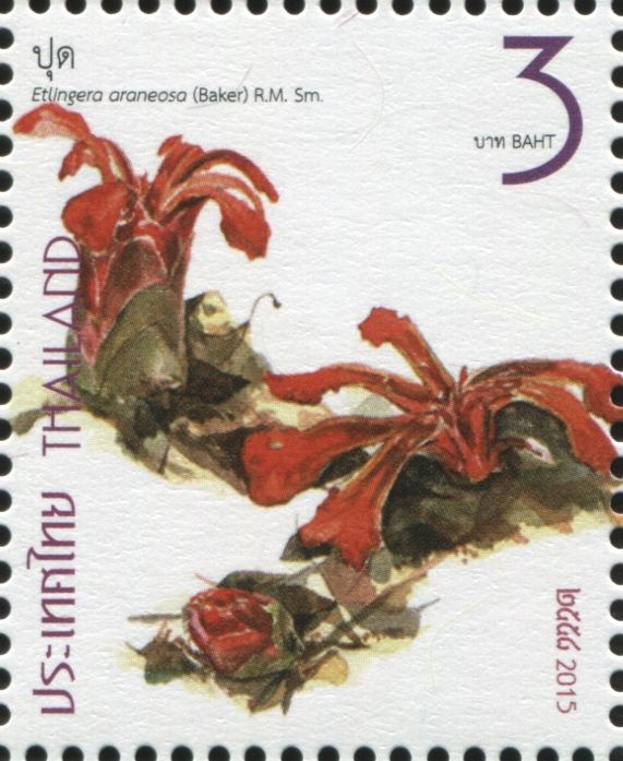 Ground Ginger - Etlingera araneosa