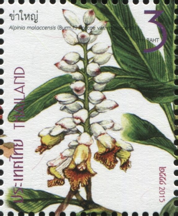 Malacca Alpinia - Alpinia malaccensis
