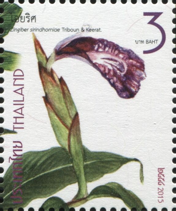 Princess Ginger - Zingiber sirindhorniae