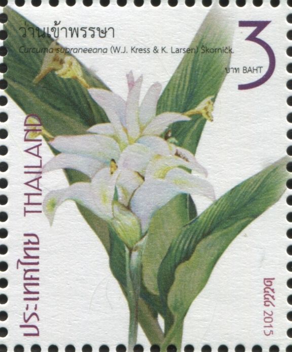 Siam Platinum - Curcuma supraneeana