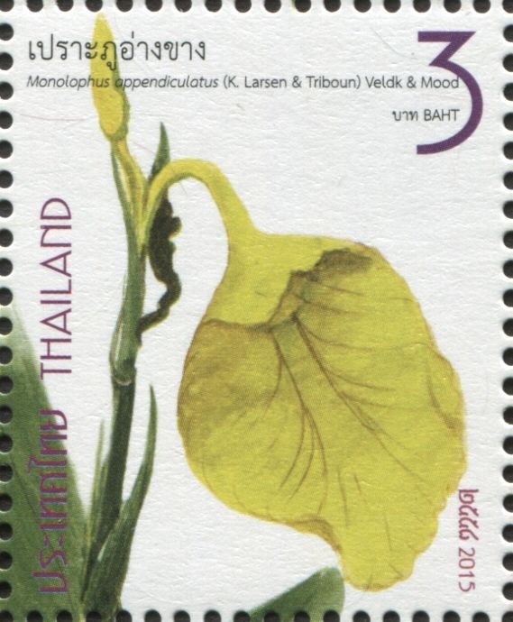Monolophus appendiculatus (K.Larsen & Triboun) Veldk & Mood