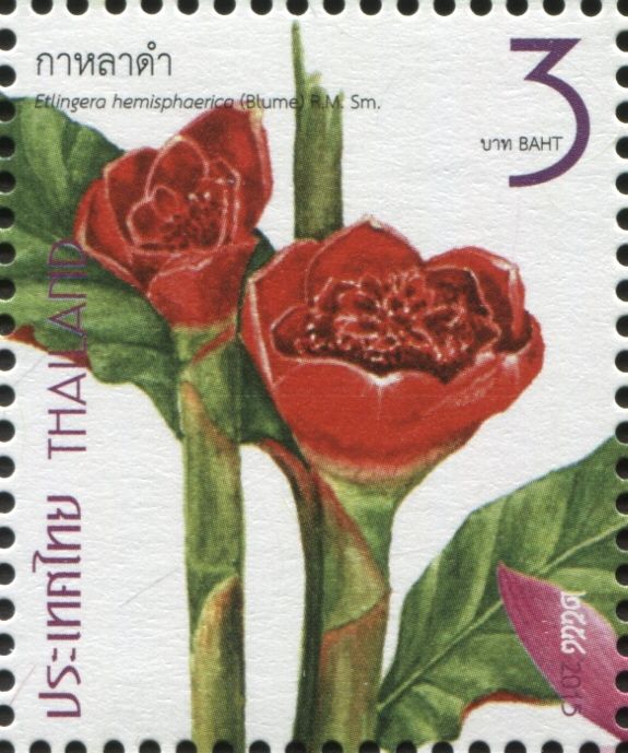 Rose Torch Ginger - Etlingera hemisphaerica