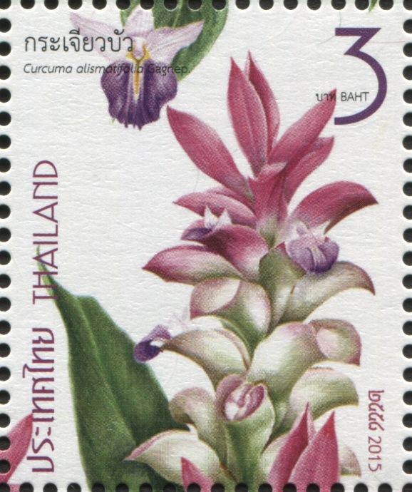Siam Tulip - Curcuma alismatifolia