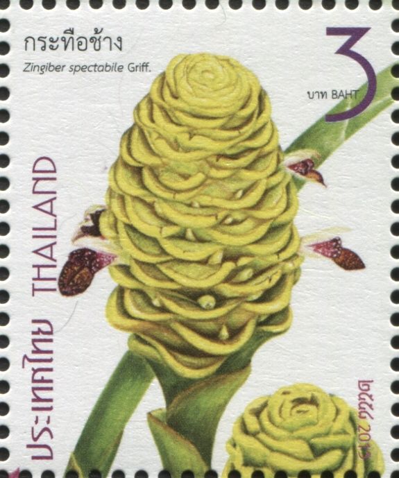 Beehive Ginger - Zingiber spectabile