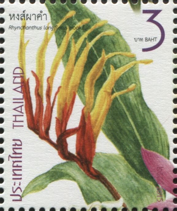 Rhynchanthus - Rhynchanthus longiflorus